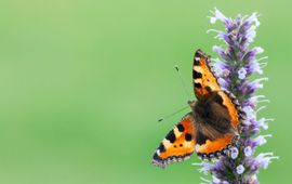 Bart Souverijns, via Flickr Kleine vos