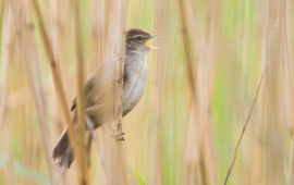 Rob Zweers, Flickr Cetti's zanger Cettia cetti