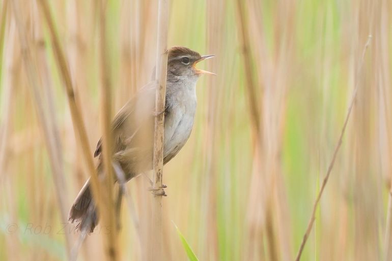 Cetti's zanger