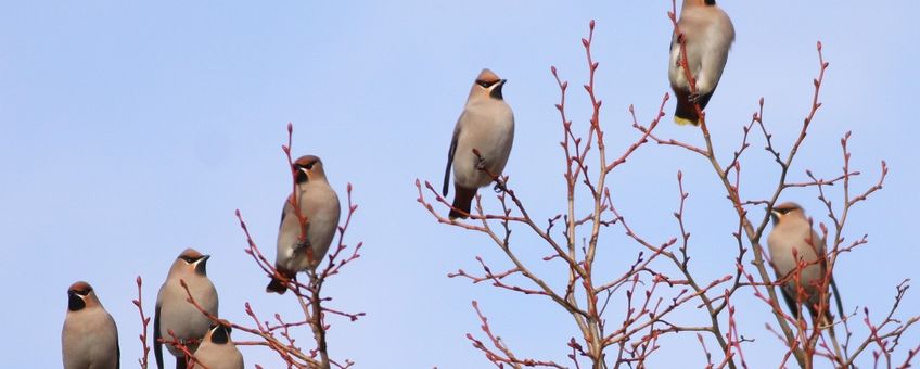 Pestvogels