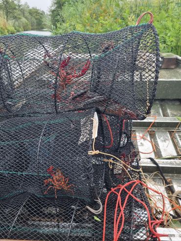 Met fuiknetten weggevangen rivierkreeften in het Naardermeer
