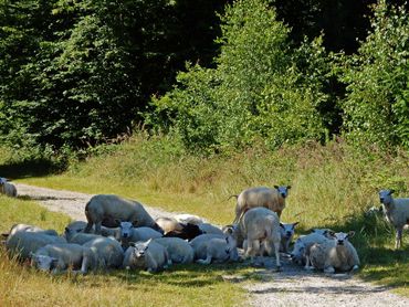 Bedenk dat schapen sterker op bloemen selecteren dan runderen of paarden