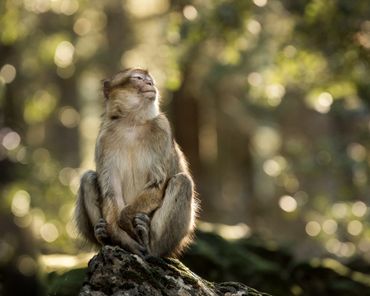 Een berberaap zit op een rots in Nationaal Park Ifrane. De aap van de Oude Wereld is een bedreigde diersoort die alleen nog in Marokko en Algerije voorkomt