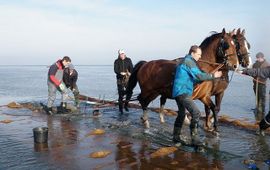 Gebruik van paardenkrachten en vele vrijwilligerskrachten op het wad om de kokosmatten in te graven