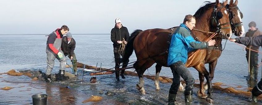 Gebruik van paardenkrachten en vele vrijwilligerskrachten op het wad om de kokosmatten in te graven