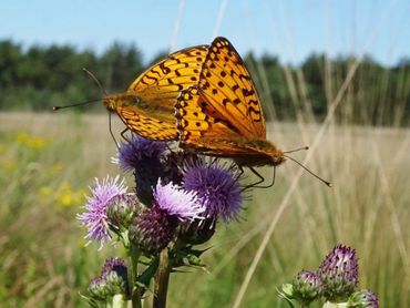 Grote parelmoervlinders, nectar drinkend op akkerdistel