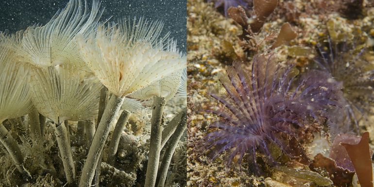 Twee andere soorten waaierwormen: de Pauwkokerworm, onze grootste autochtone soort (links) en de kleinere Paarse waaierworm, een exoot die sinds 2010 in de Oosterschelde wordt aangetroffen (rechts)