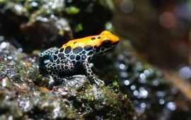 Poison frog