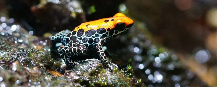 Poison frog