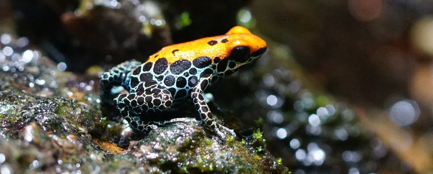 Why poison dart frogs don't poison themselves