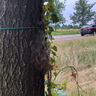 Een nest eikenprocessierupsen verstopt tussen klimop op de stam van een eikenboom