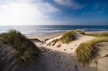 Hollandse Duinen