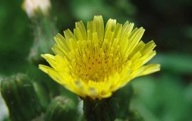 Plantenwerkgroep Breda, Zakgids Stoepplanten Gewone melkdistel