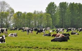 Weidegang bij Oudewater