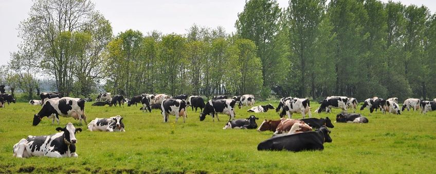 Weidegang bij Oudewater