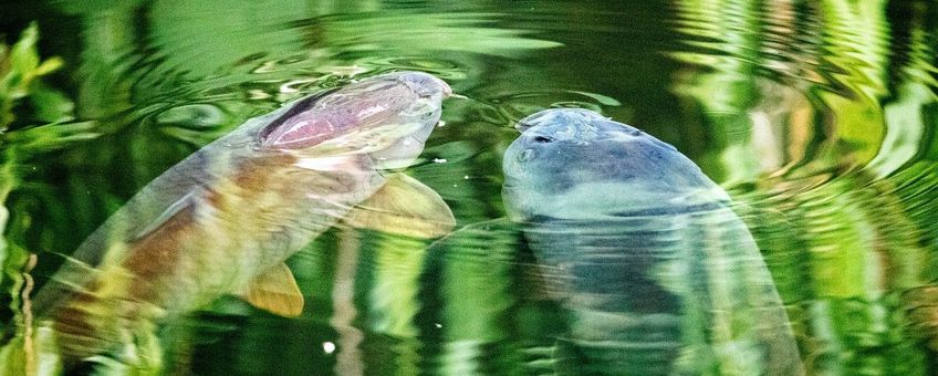 Cyprinus carpio. Karper