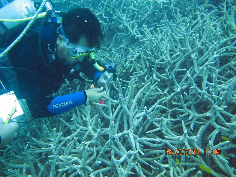 Researcher investigating corals
