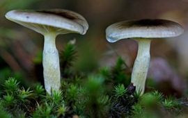 M.W.Boomsluiter Denneslijmkop
Hygrophorus hypothejus
M.W.Boomsluiter