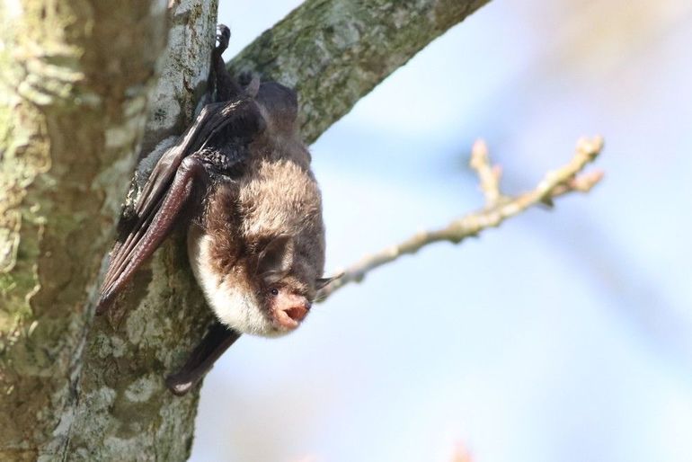 Deze watervleermuis in Oostvoorne was al vroeg aan de jacht begonnen, bij daglicht