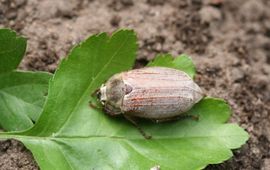 Meikever (Melolontha melolontha).Foto Henk Vlug, Insect Consultancy