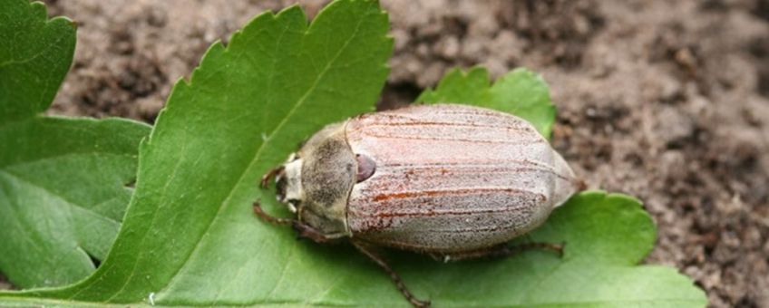 Meikever (Melolontha melolontha).Foto Henk Vlug, Insect Consultancy