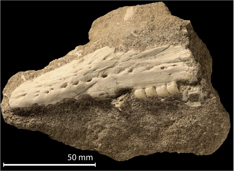 De linker bovenkaak van de nieuwe mosasaurus-soort Xenodens calminechari. Gevonden in provincie Khouribga, Marokko