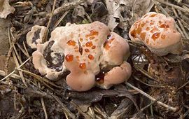 Bloeddruppelstekelwam Nederlandse Mycologische Vereniging