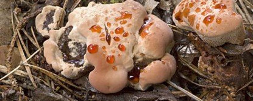 Bloeddruppelstekelwam Nederlandse Mycologische Vereniging