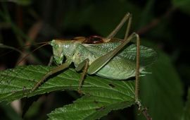 Kleine groene sabelsprinkhaan