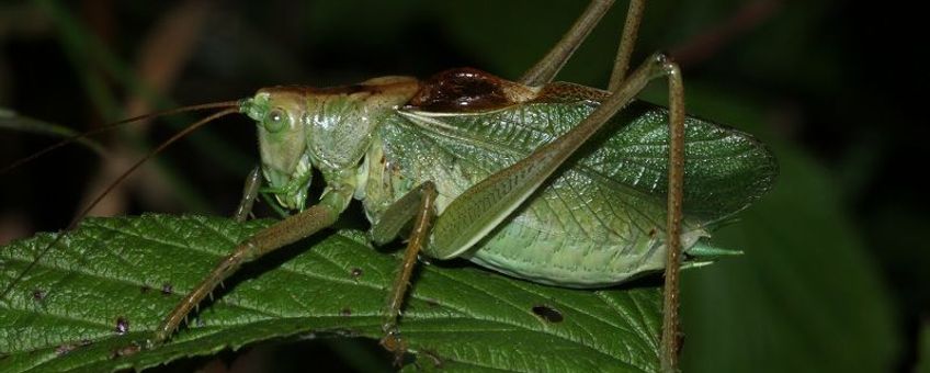 Kleine groene sabelsprinkhaan