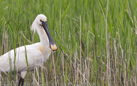 Staatsbosbeheer Lepelaar