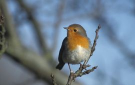 Piet Munsterman, Saxifraga Erithacus rubecula. Roodborst