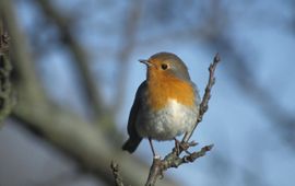 Erithacus rubecula. Roodborst