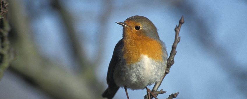 Erithacus rubecula. Roodborst