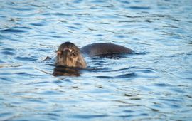 Kreeftetende otter