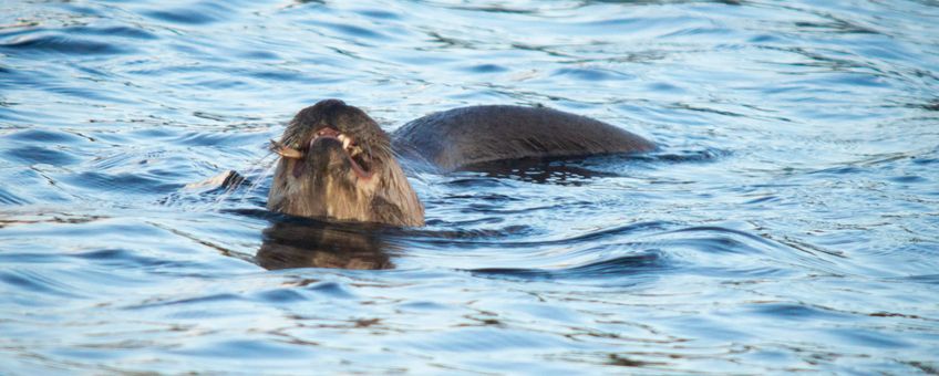 Kreeftetende otter