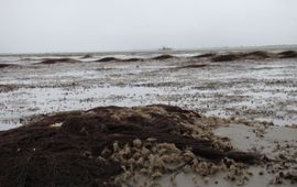 Riffen schelpkokerwormen in de Waddenzee. Tijdens laagwater kenmerken de riffen zich door zanderige bulten en poelen met water