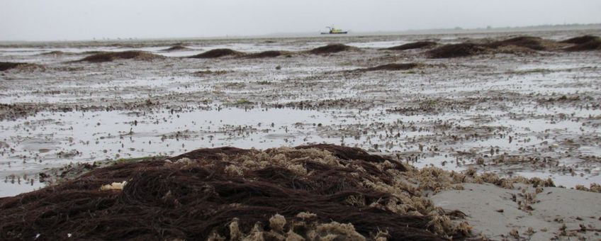 Riffen schelpkokerwormen in de Waddenzee. Tijdens laagwater kenmerken de riffen zich door zanderige bulten en poelen met water