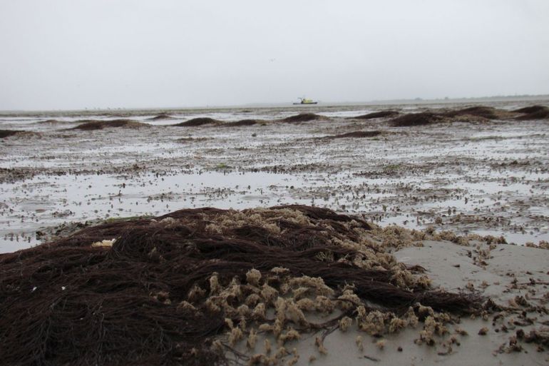 Riffen schelpkokerwormen in de Waddenzee. Tijdens laagwater kenmerken de riffen zich door zanderige bulten en poelen met water 