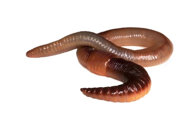 De regenworm was dit jaar de duidelijke winnaar