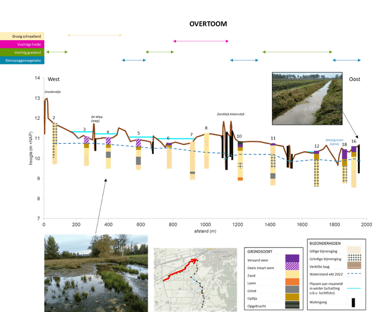 Dwarsprofiel met vegetatie, bodem en waterstanden door het gebied Overtoom. Natuurherstelmaatregelen leidden tot ontwikkeling van vochtige heide en kleine zeggenvegetaties. De zomerwaterstanden zakken door onder andere de nog aanwezige watergangen echter te diep weg, waardoor veen oxideert en pitrus gaat overheersen (inzetfoto)