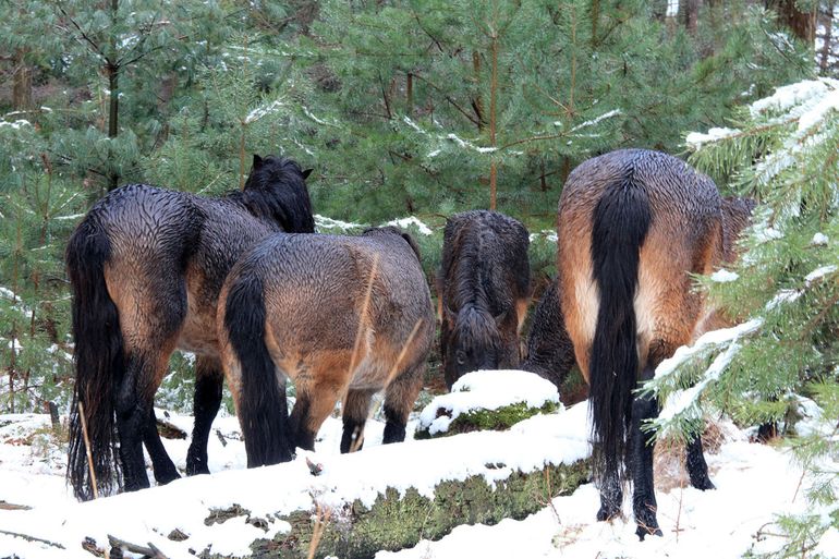 Deze Exmoors op de Maashorst zijn onlangs verplaatst naar een ander deelgebied omdat het voedsel op hun leefplek afnam en de dieren begonnen af te vallen