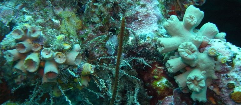 Onder natuurlijk licht zijn de invasieve T. coccinea (l) en de inheemse C. manuelensis (r) moeilijk te onderscheiden