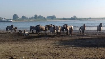 Koniks met warm weer op de Ewijkse plaat bij Beuningen