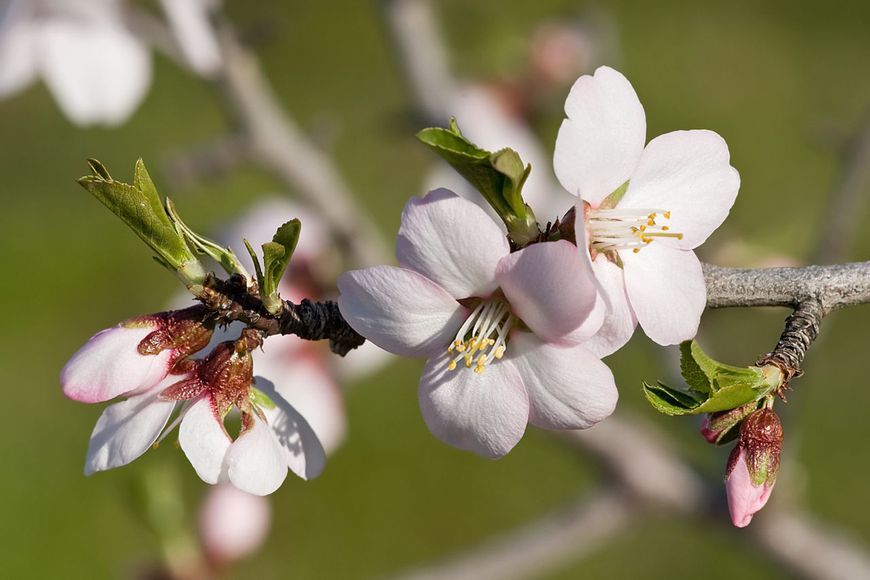 Almond, Amandel, Prunus dulcis