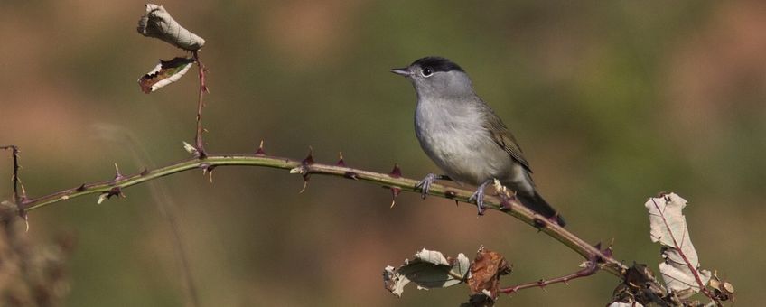 Sylvia atricapilla. Zwartkop