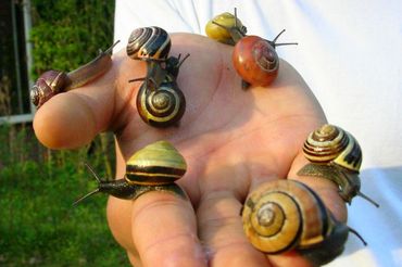 Variation in snails