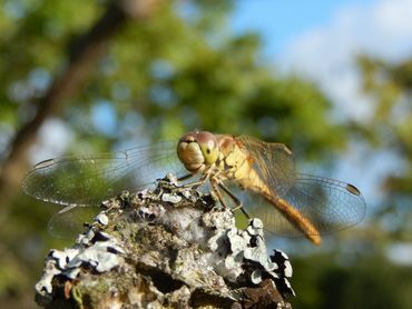 Libellen die op hogere plekken zitten, zoals deze steenrode heidelibel, vliegen later weg