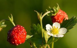 Ivar Leidus, Wikimedia Commons Bosaardbei (Fragaria vesca)