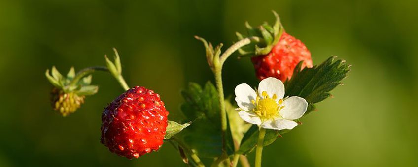 Bosaardbei (Fragaria vesca)